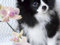 Немецкий шпиц