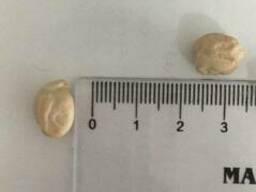 Нут горох, сорт иранский