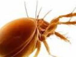 Обработка подвалов от блох в Алматы, борьба с блохами.