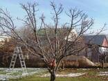 Обрезка деревьев. Яблони, Груши и другие деревья. - фото 3