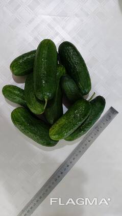 Огурцы грунтовые