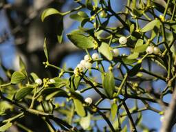 Омела, омела белая, Омела белая трава