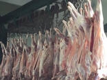 Оптом Говядина Мясо Халяль Украина Полу Туши Четверть - фото 2
