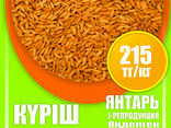 Оптом семена риса, люцерны и пшеницы - photo 2