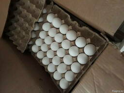Оптом Яйца
