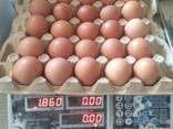 Оптом Яйца - фото 3