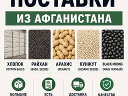 Оптовые поставки из Афганистана | Хлопок, кунжут, райхан