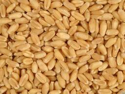 Оптовые поставки пшеницы 3,4,5 класс