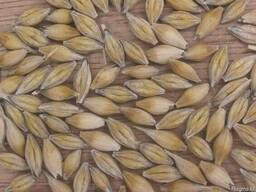 Оптовые продажи ячменя