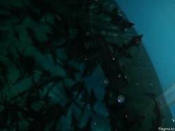 Осетр и стерлядь