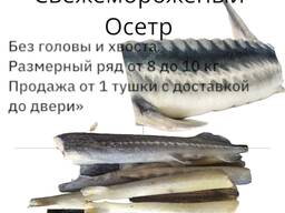 Осетр свежемороженый