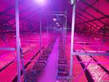 Освещение для теплиц, Проекты и расчеты для теплиц - фото 2