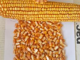 Отборная кукуруза 3 класса элеваторного хранения