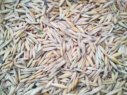 Овес, отруби, кормосмесь, зерносмесь, мука.