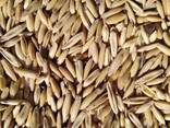 Овес, овсяная крупа, голозерный овес. Продовольственный овес - фото 3