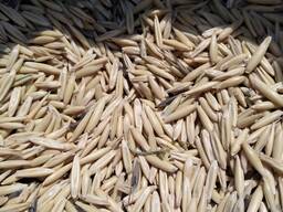 Овес продовольственный