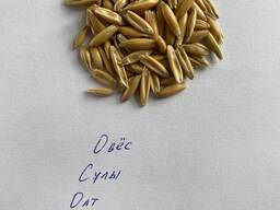 Овес, сулы, oat 2024