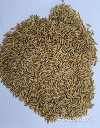 Овес урожая 2025