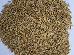 Овес урожая 2025