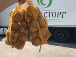Овощи и фрукты оптом - фото 6