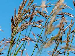 Овсянница Луговая