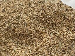 Сұлы ГОСТ 28673-90