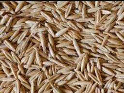 Овёс продовольственный