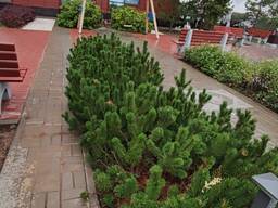 Озеленение