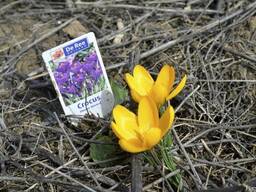 Озеленение для недропользователей