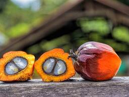 Пальмоядровое масло