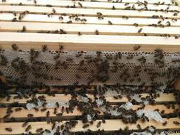 Пчелопакеты, карника