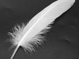 Перо куриное