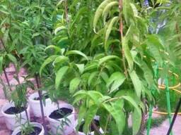 Персик в горшке плодовые саженцы