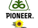 Pioneer P63LL124 Семена подсолнечника - фото 2