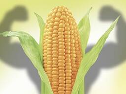 KWS Pioneer Syngenta Golden West