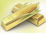 KWS Pioneer Syngenta Golden West - фото 1
