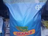 Пионер. Pioneer. Dks. KWS. MAS. KAZ SEEDS. Жүгері тұқымы. Семена кукурузы. - фото 3