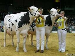 Племенной скот из Германии лучших немецких пород