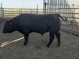 Племенные быки 1 категории (Абердин Ангус) - фото 3