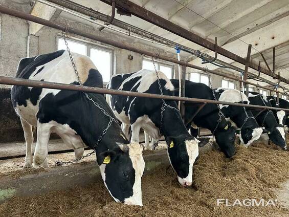 Племенные нетели