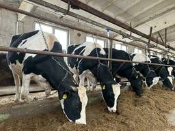 Племенные нетели