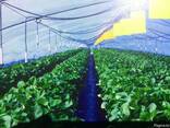 Плёнка поликарбонатная для теплиц, Ю. Корея - фото 2