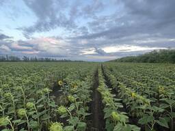 Подсолнечник