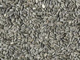 Подсолнечник