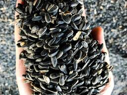 Подсолнечник семечки (sunflower seeds)