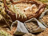 Покупаем органическую продукцию - Зерно, Кукуруза, гранулы из лузги подсолнуха - фото 1