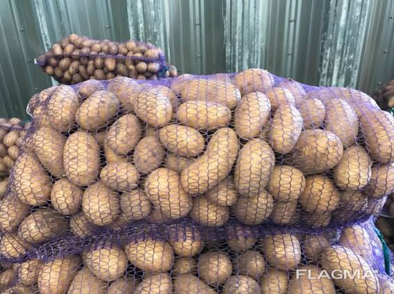 Польша картобы: Vineta, Soraya, Queen Anne және т. б.