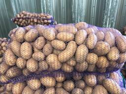 Картофель польский: Vineta, Soraya, Queen Anne и др.