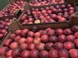 Польские яблоки - photo 2