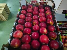 Польские яблоки для Караганды